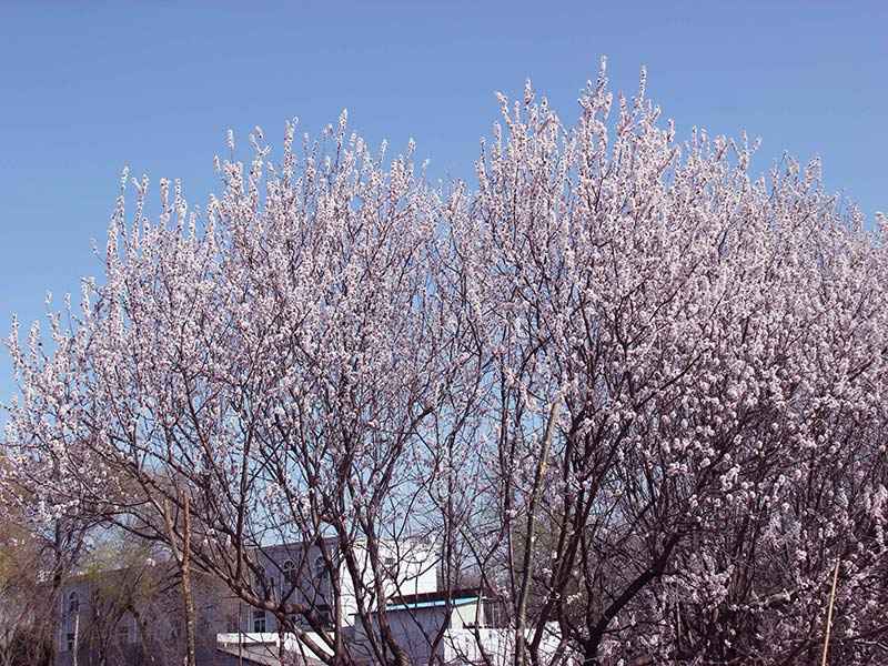 2022年清明节,扫墓时能够带什么? 2022年清明节,扫墓时能够带什么?